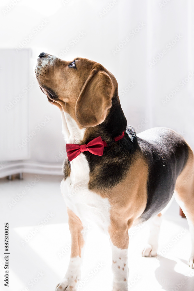 cute funny beagle dog looking