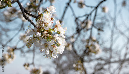 Beautiful Springbranch of cherry blossoms tree background. photo