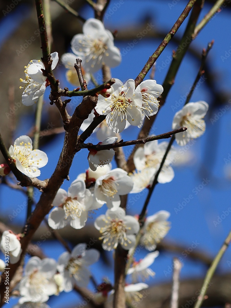 A freshly fragrance white plum