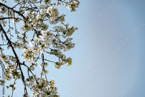 Beautiful Springbranch of cherry blossoms tree background. photo