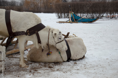 Deer standing in the snow