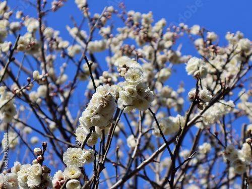 A freshly fragrance white plum photo