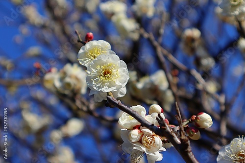 A freshly fragrance white plum photo
