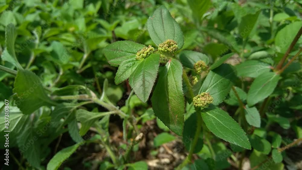 Euphorbia hirta with natural background Euphorbia hirta with natural background