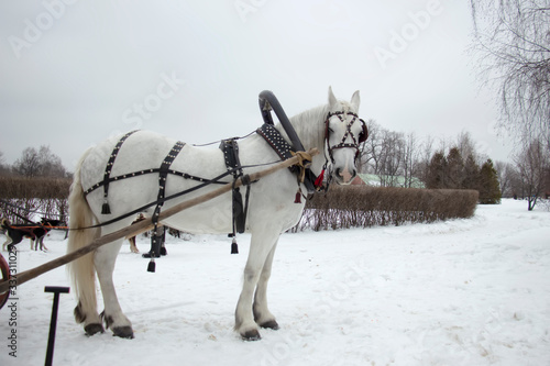 A horse is standing in the snow
