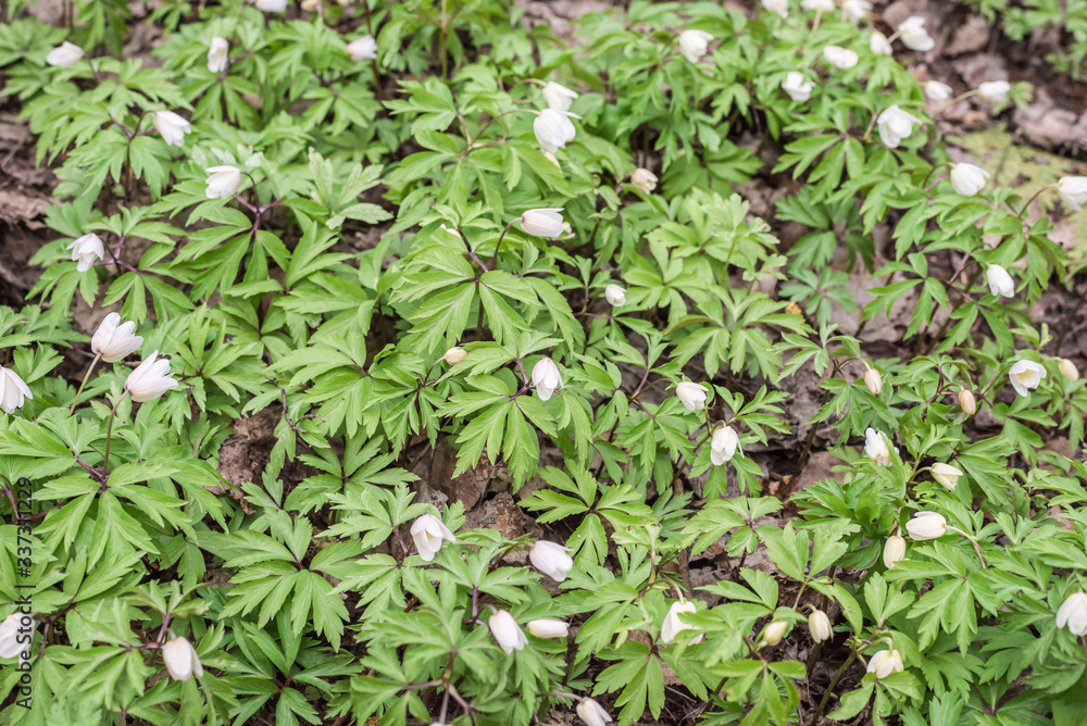 Beautiful snowdrops in the forest. Beautiful snowdrops in the forest.
