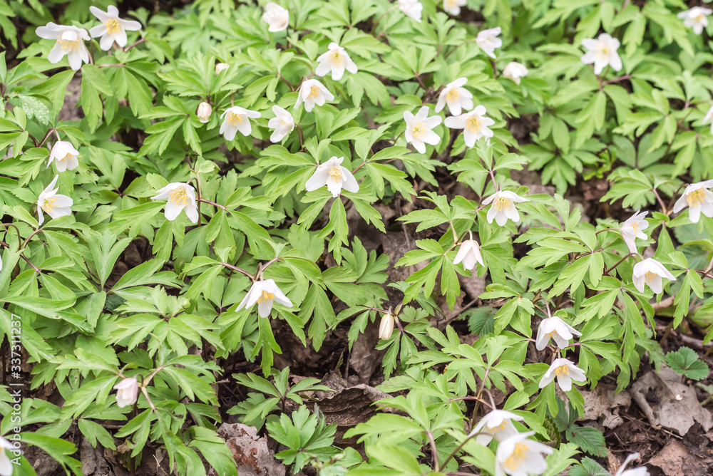 Beautiful snowdrops in the forest. Beautiful snowdrops in the forest.