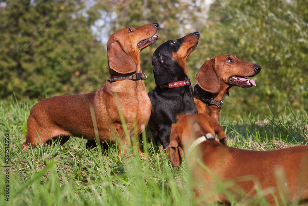 Three dachshund dogs look up