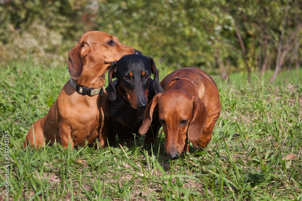 Diagonal of dachshunds, in nature