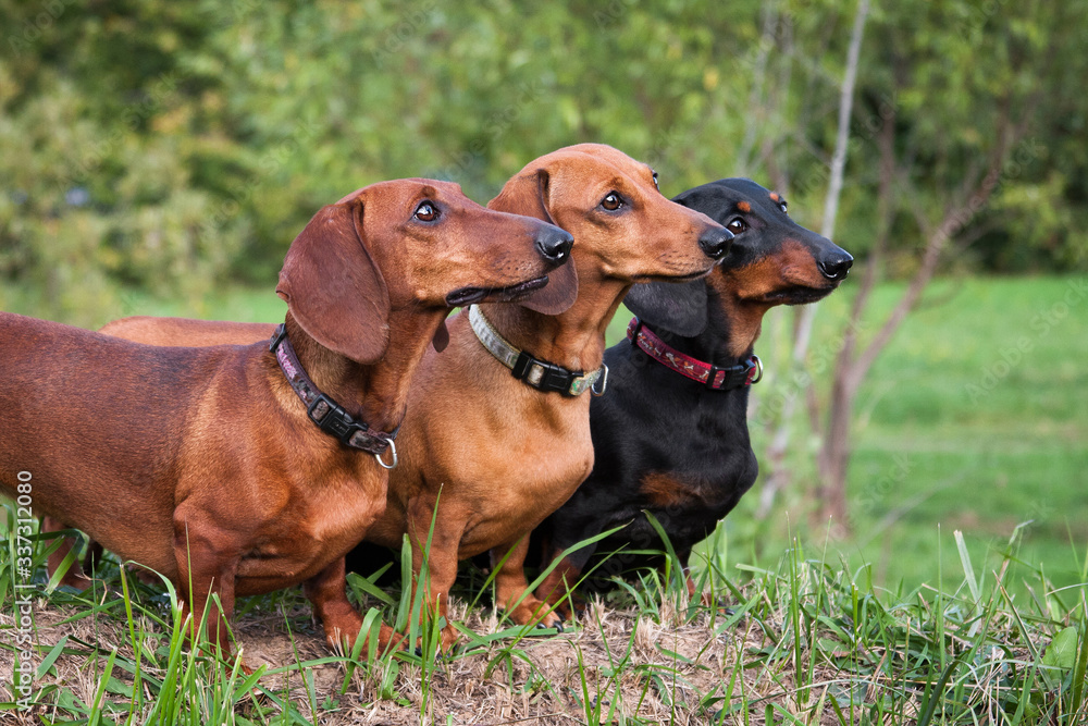 Three dachshund dogs lined up in a row Three dachshund dogs lined up in a row