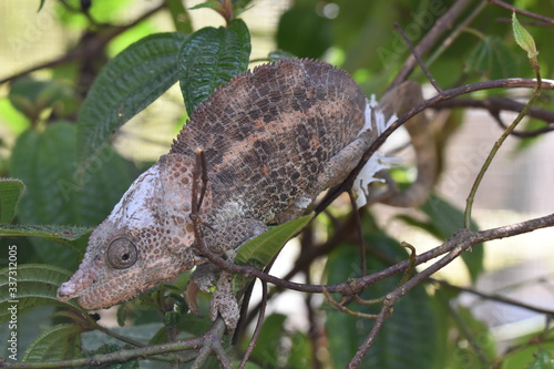 Colorful chameleon in Marozevo, Madagascar