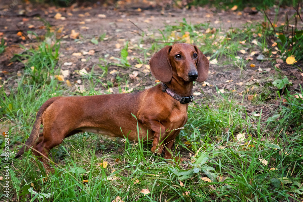 Standing red-haired dachshund dog in nature Standing red-haired dachshund dog in nature