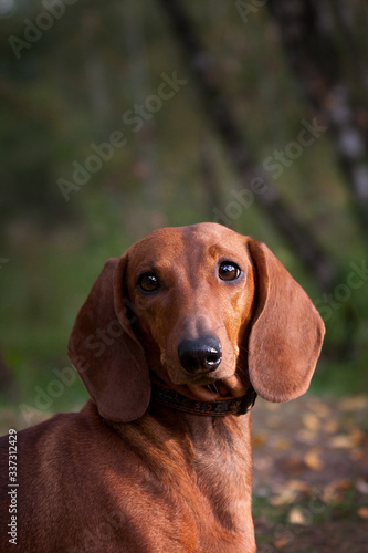Portrait of a red-haired dachshund dog in nature