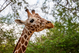 Profile portrait of a giraffe