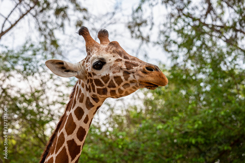 Profile portrait of a giraffe © zaikanata