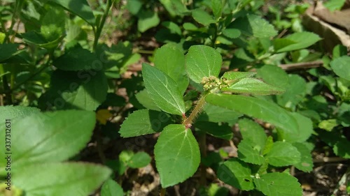 Wallpaper Mural Euphorbia hirta with natural background Torontodigital.ca