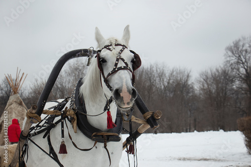 A horse is standing in the snow