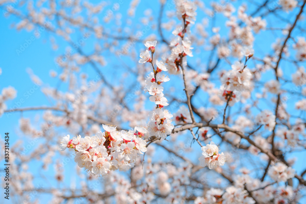 Flowering apricot in the spring. Beautiful spring sunny floral backround, closeup Flowering apricot in the spring. Beautiful spring sunny floral backround, closeup
