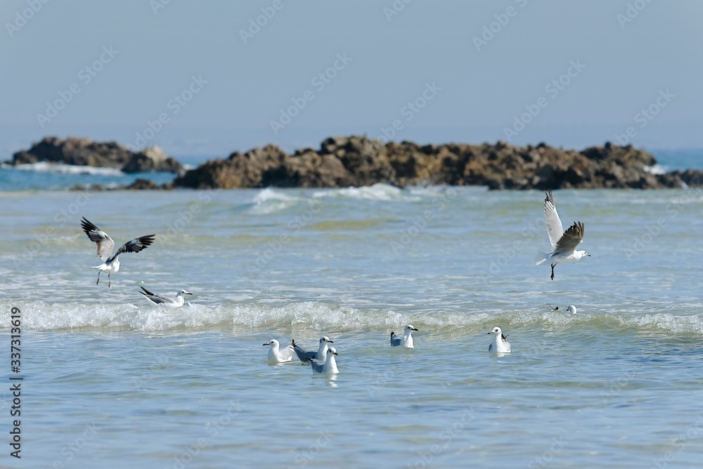 seagulls playing in the gentle waves of a small logoon seagulls playing in the gentle waves of a small logoon
