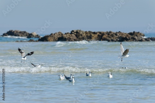 seagulls playing in the gentle waves of a small logoon