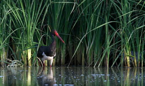 Black stork / Schwarzstorch (Ciconia nigra) photo