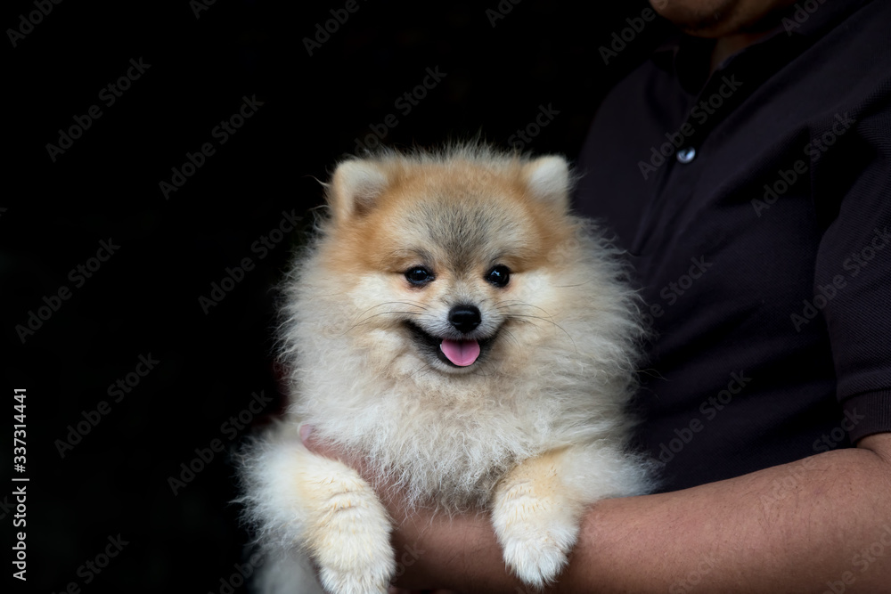 dog pomeranian spitz smiling while holded by man in black T Shirt on black background with copy space dog pomeranian spitz smiling while holded by man in black T Shirt on black background with copy space