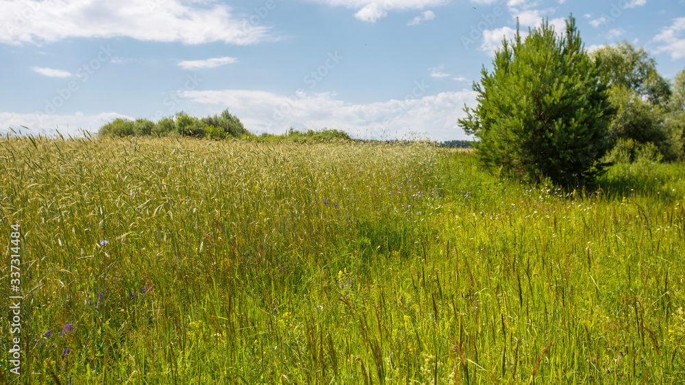 Fototapeta premium edge of rye field near the forest on a sunny day