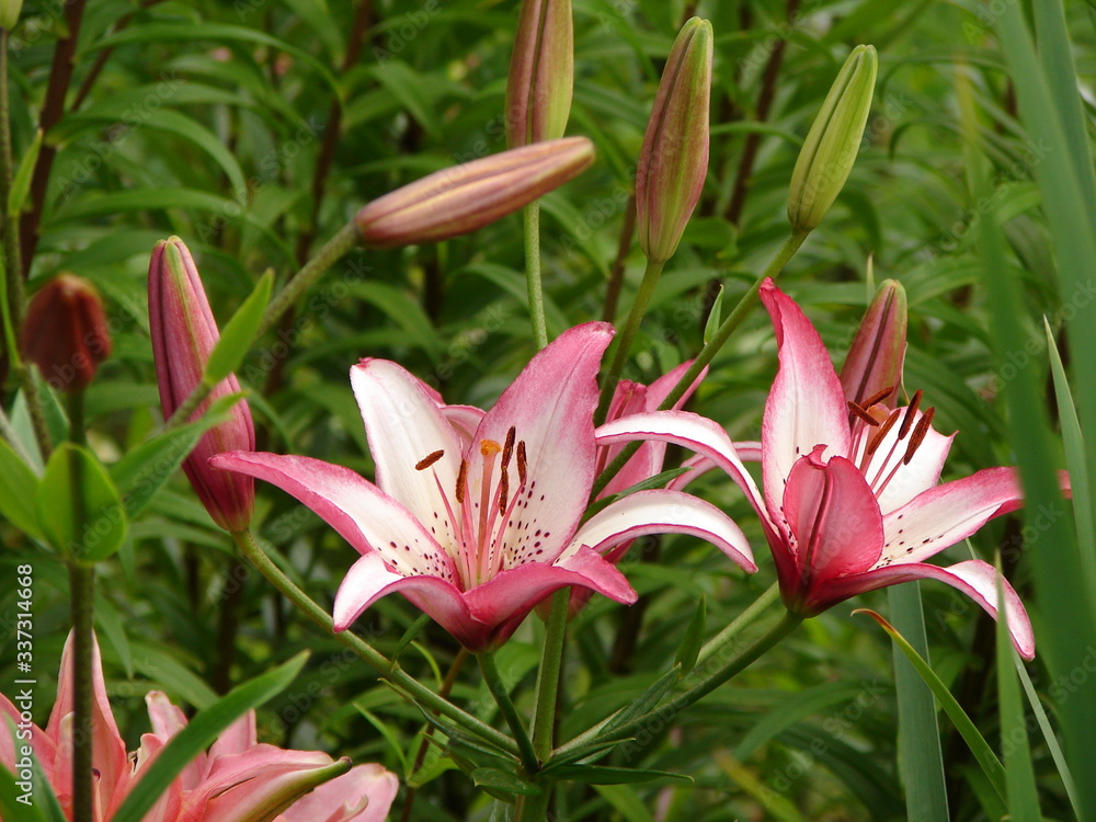 Fototapeta premium Pink beautiful lilies in park on summer day