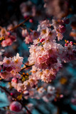 Beautiful illuminated pink and rosa cherry blossom with warm golden sunset light and deep blue sky background. Spring time in Germany, Europe