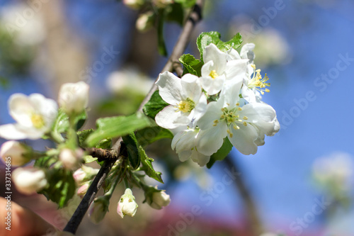 Bright white an apple-tree flower on the branch and blue sky on back background