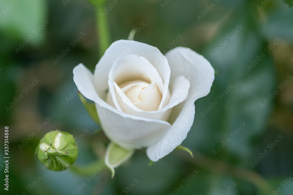 White-pink rosebud grow at the garden White-pink rosebud grow at the garden