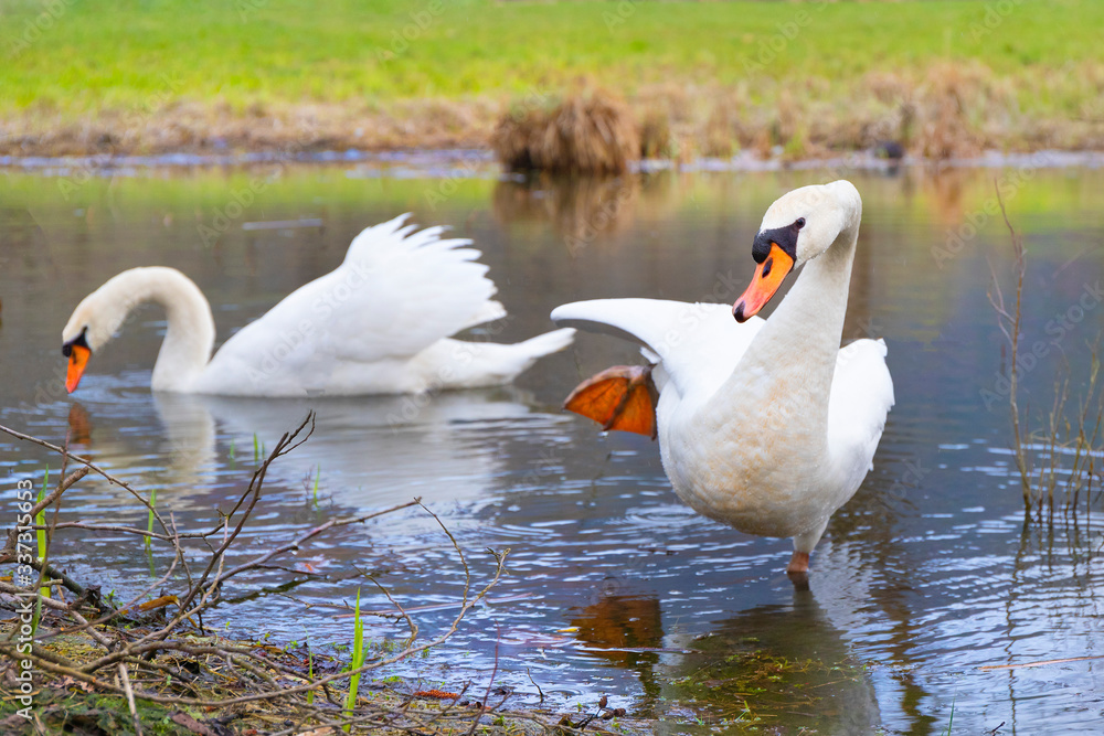Obraz premium Pair of Swans