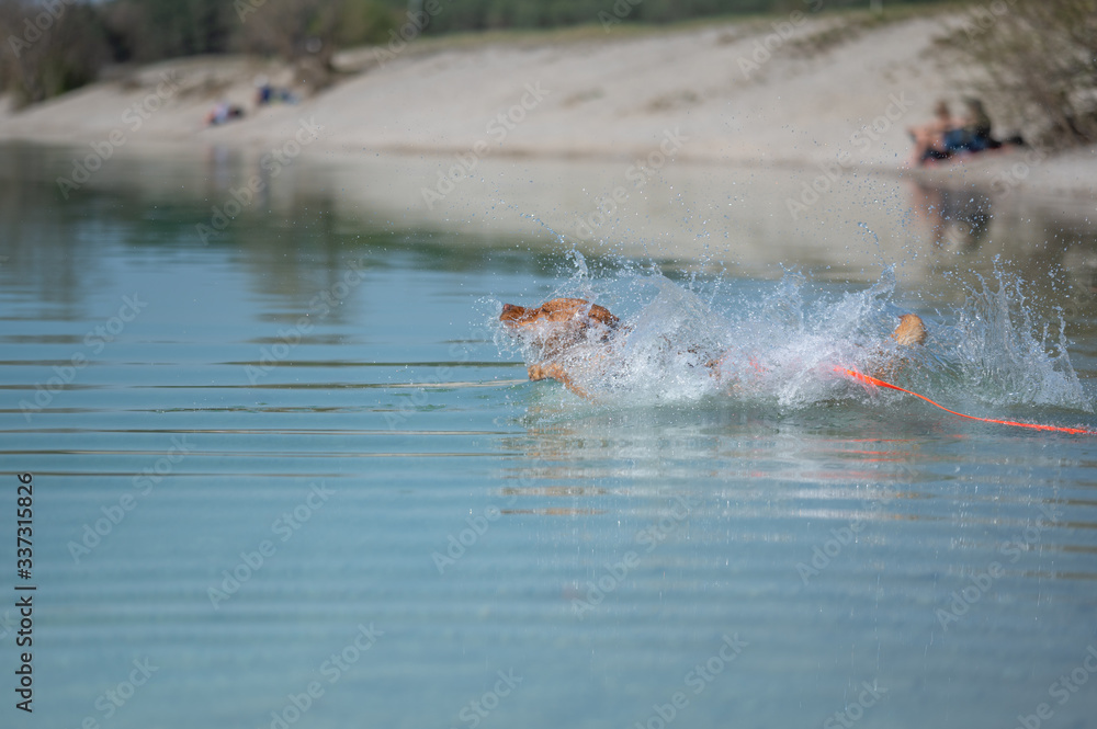 Fuchsroter Labrador Retriever springt zum Apportieren ins Wasser Fuchsroter Labrador Retriever springt zum Apportieren ins Wasser