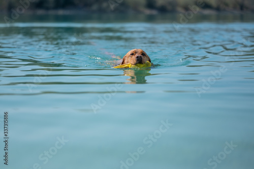 Fuchsroter Labrador Retriever schwimmt im Wasser