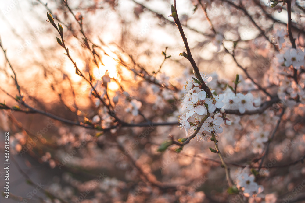 blooming cherry branches in spring on a sunset background blooming cherry branches in spring on a sunset background