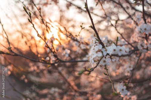 blooming cherry branches in spring on a sunset background © Taras Rudenko