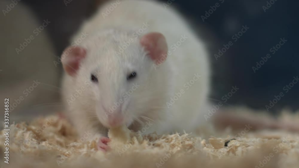 A fluffy white rat eats and runs in a cage.