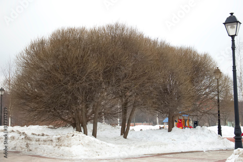 Forest on white snow in the early morning