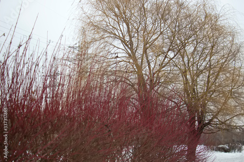 Forest on white snow in the early morning