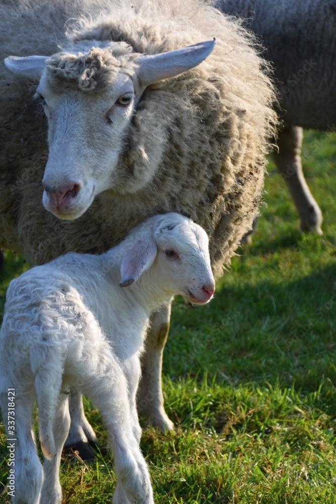 Fototapeta premium Easter lamb with its mother on a meadow