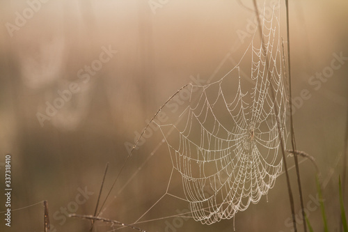 Spider web with blurred background for copy space. Wet morning with dew, spider web on tall grass.