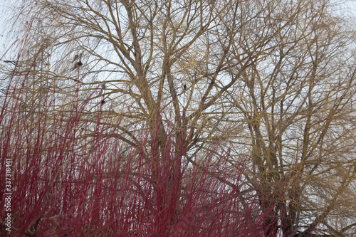 Forest on white snow in the early morning