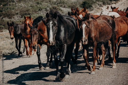 caballos en el campo en manada © LUCIO