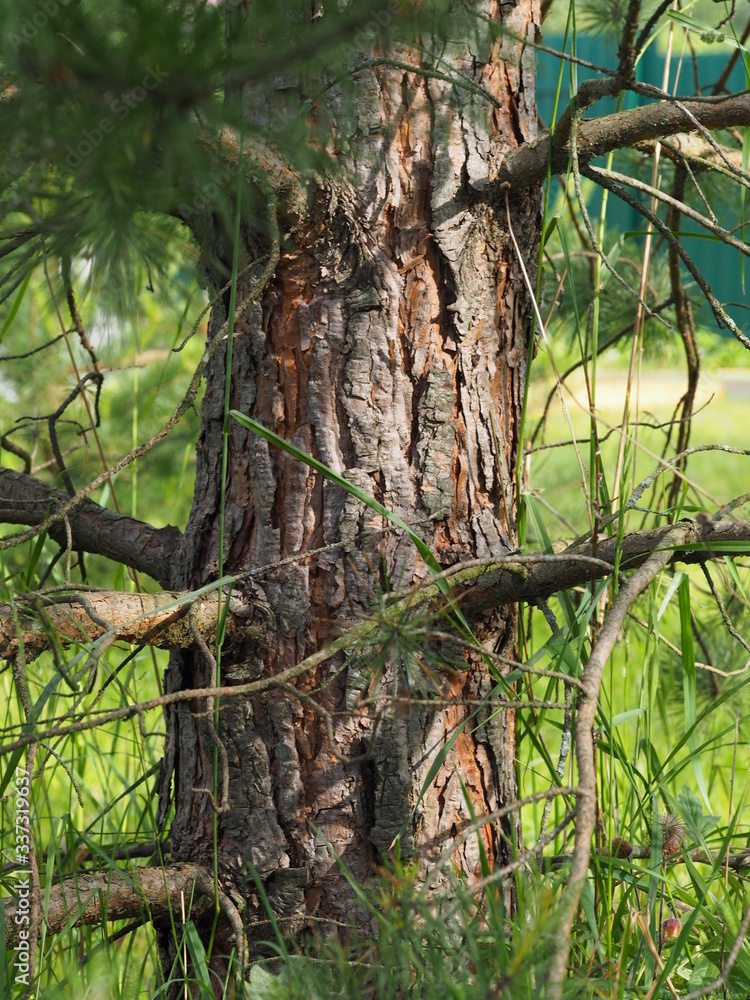 Obraz premium old tree trunk