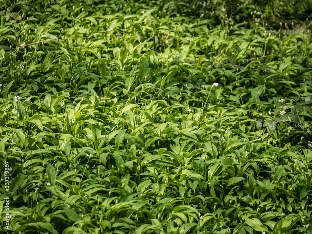 green grass background,garlic green grass background,garlic
