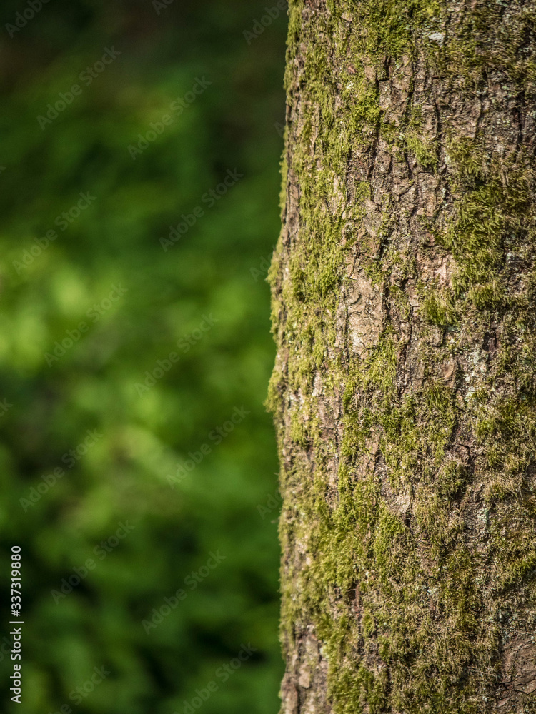 tree bark texture,moss tree bark texture,moss
