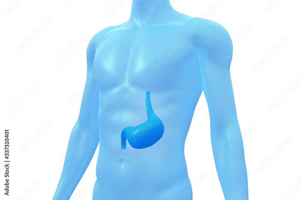 Stomach, Human Body Organ, Medical 3D Model Stomach, Human Body Organ, Medical 3D Model