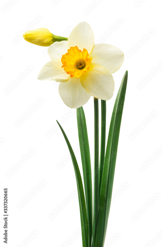 Spring floral border, beautiful fresh daffodils flowers, isolated on white background. Selective focus Spring floral border, beautiful fresh daffodils flowers, isolated on white background. Selective focus