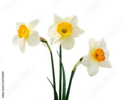 Spring floral border  beautiful fresh daffodils flowers  isolated on white background. Selective focus