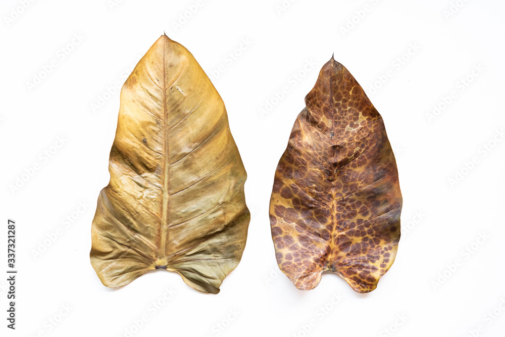Close-up of dry leaves set isolated on white background. Close-up of dry leaves set isolated on white background.